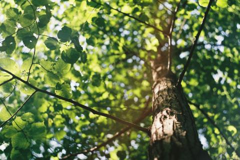 Photo of tree leaves