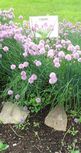 chives in the csdc garden