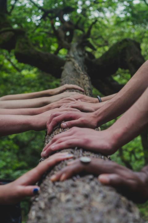 Hands placed in line on tree trunk symbolizing collaboration