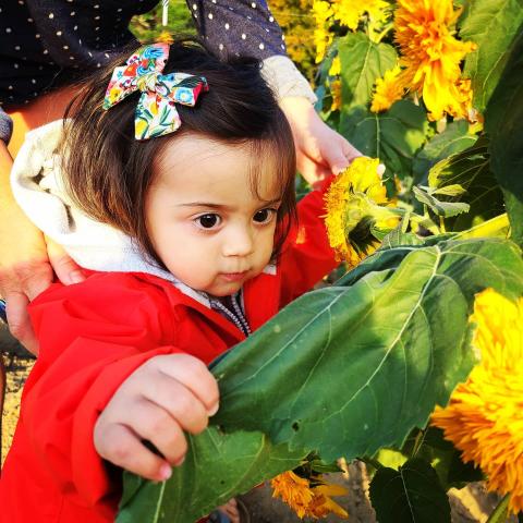 young child exploring a plant
